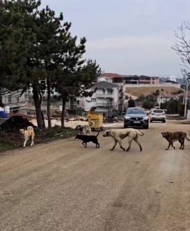 Bilecik’te gece sokaklarda insandan çok köpekler geziyor