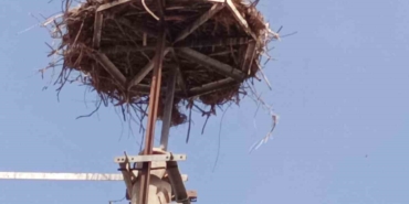 Baharın müjdecisi leylekler Kepsut’ta geldi