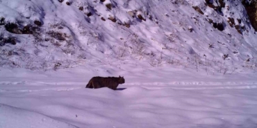 Yaban kedisi İnegöl’de görüntülendi
