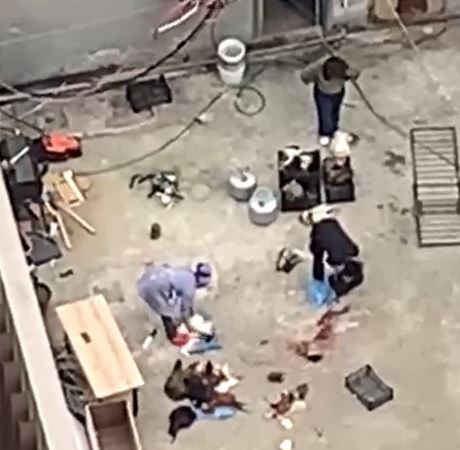 Esenyurt’ta apartman çatısında tavuk kesimi