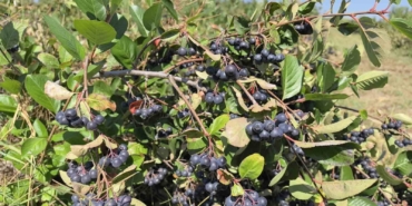 Çiftçinin aronyoları, öğrencilerin elinde reçele dönüştü
