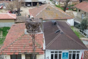 Tekirdağ’da Leyla ile Mecnun yuvalarına döndü