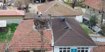 Tekirdağ’da Leyla ile Mecnun yuvalarına döndü