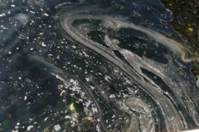 Moda Sahili’nde görülen denizanası müsilajı havadan görüntülendi