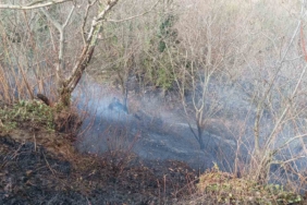 Temizlik amacıyla yakılan ateş ormanı küle çevirdi
