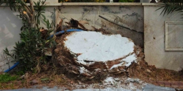 Erdek’te ağaç katliamı: Palmiyeleri kurtarmak yerine kökünden kestiler