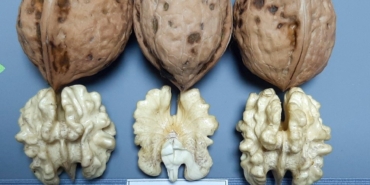 Sapanca Cevizi ‘Coğrafi İşaret Tescili’ aldı