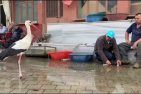 Yaren, diğer leylekleri de alıştırdı