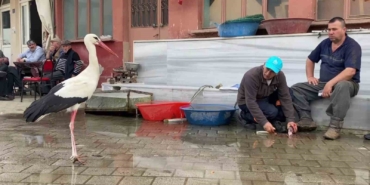 Yaren, diğer leylekleri de alıştırdı