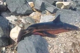 Karaburun sahiline ölü yunus vurdu