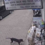 Kediyi kıskanan köpek, mamayı alıp kaçtı