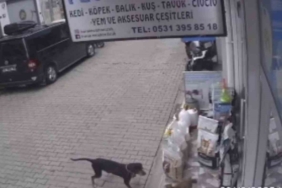 Kediyi kıskanan köpek, mamayı alıp kaçtı