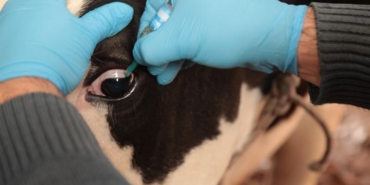 Şap ve Brusella Aşı Kampanyası Çanakkale’de Başladı