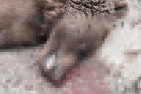 Otomobilin çarptığı bozayı telef oldu