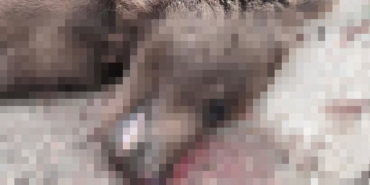 Otomobilin çarptığı bozayı telef oldu