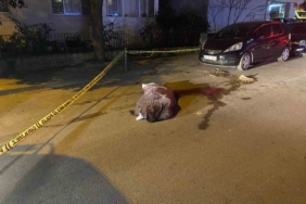 Kadıköy’de çöp kamyonunun altında kalan yaşlı kadın hayatını kaybetti