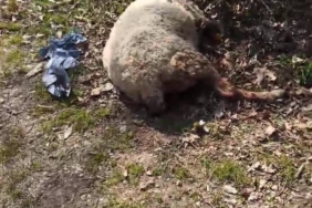 Başıboş köpekler koyunu telef etti, motosiklet sürücüsüne saldırdı