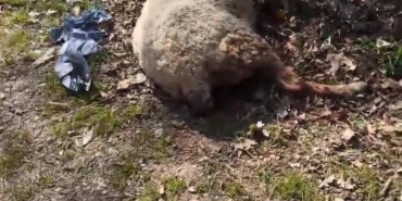 Başıboş köpekler koyunu telef etti, motosiklet sürücüsüne saldırdı