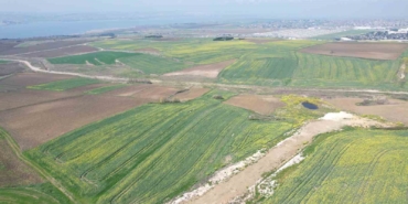 İstanbul’da çiçek açan kanola bitkilerinin görsel şöleni