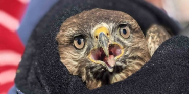 Mevsimlik işçiler, yaralı şahine sahip çıktı