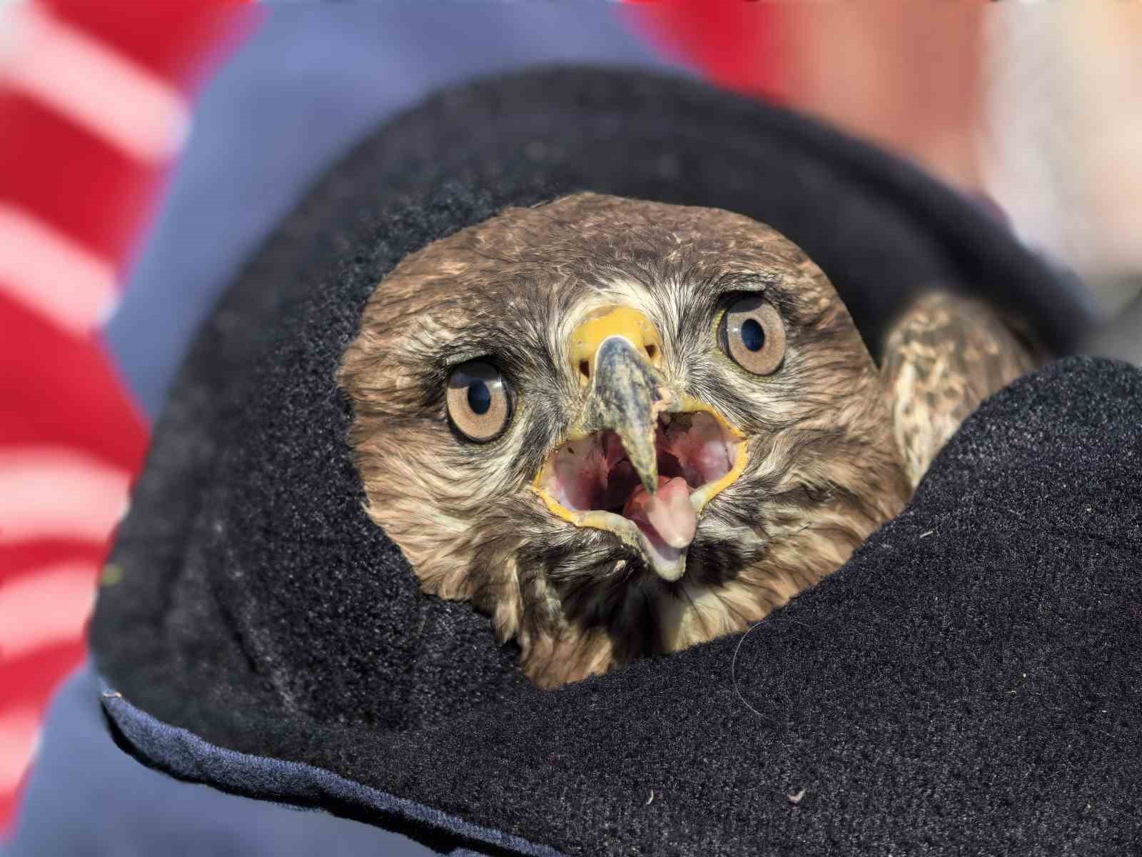 Mevsimlik işçiler, yaralı şahine sahip çıktı