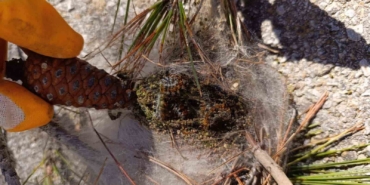 Bozcaada’da orman canlılarıyla mücadele devam ediyor