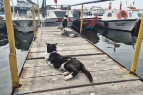 Limanın patili bekçileri: Onlarcası sabah balıkçıları bekliyor