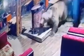 İşletmeyi ayı bastı...O anlar kamerada