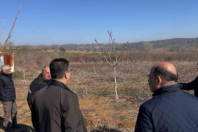 Tekirdağ’da ceviz üretimine yakın takip: İl Müdürü incelemelerde bulundu