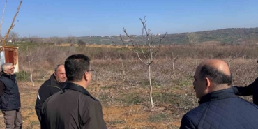 Tekirdağ’da ceviz üretimine yakın takip: İl Müdürü incelemelerde bulundu