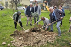 Gölcük’te zeytin ağaçları toprakla buluştu