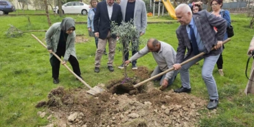 Gölcük’te zeytin ağaçları toprakla buluştu