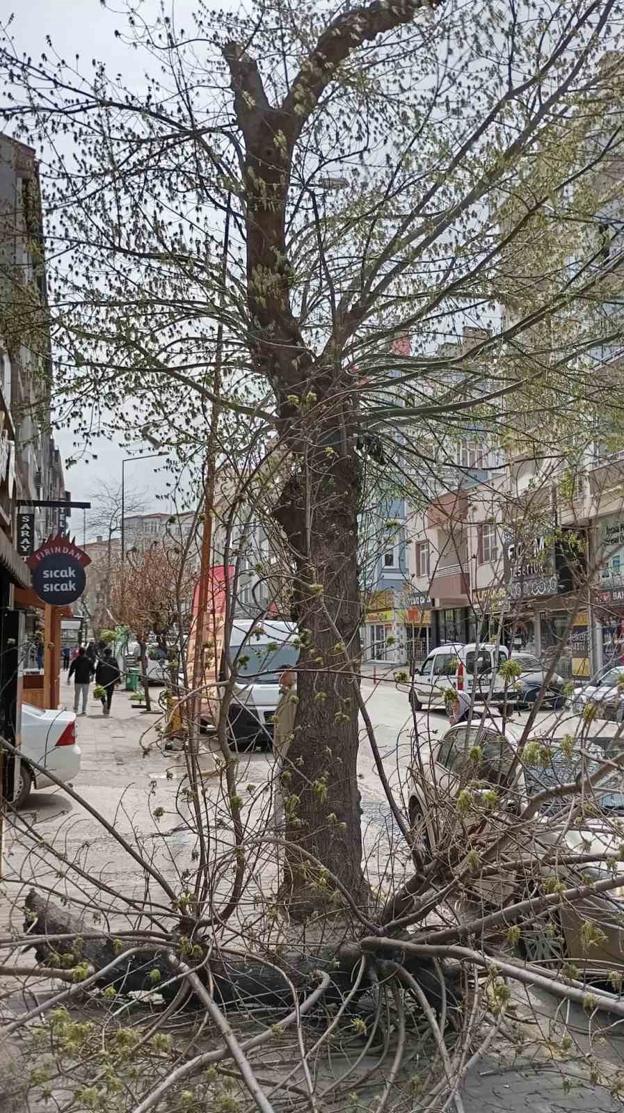 Keşan’da şiddetli rüzgar nedeniyle ağaç kırıldı