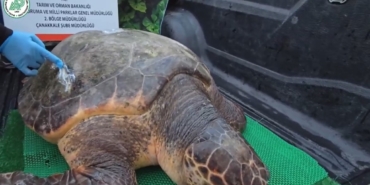 Yaralanan Caretta caretta şifayı Çanakkale’de buldu
