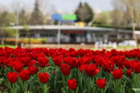 Büyükşehir, parkları lale ve çiçeklerle renklendirdi