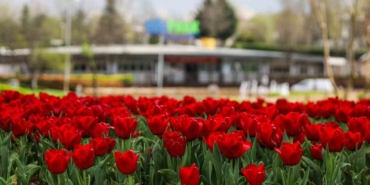 Büyükşehir, parkları lale ve çiçeklerle renklendirdi
