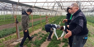 Pyrrolizidine Alkoloid İçeren Yabancı Otlarla Mücadele Çalışmalarına Başlandı