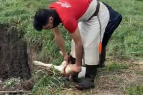 Lüleburgaz’da kaçak yolla getirilen 12 buzağı itlaf edildi