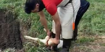 Lüleburgaz’da kaçak yolla getirilen 12 buzağı itlaf edildi