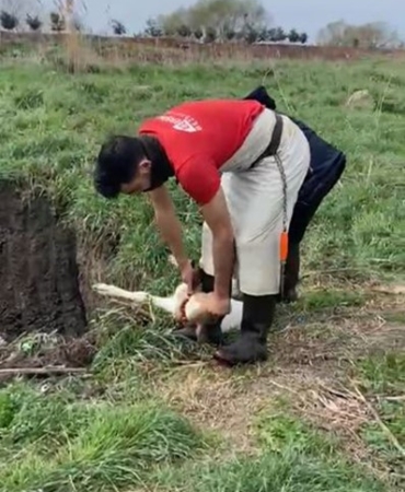 Lüleburgaz’da kaçak yolla getirilen 12 buzağı itlaf edildi