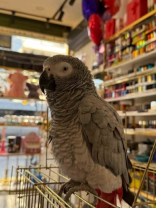 Büyükçekmece’de ilginç hırsızlık kamerada: Papağını çalıp, kayıplara karıştı