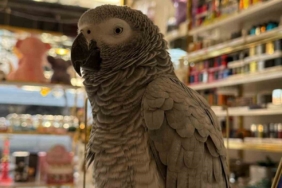 Büyükçekmece’de ilginç hırsızlık kamerada: Papağını çalıp, kayıplara karıştı