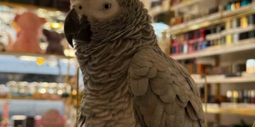 Büyükçekmece’de ilginç hırsızlık kamerada: Papağını çalıp, kayıplara karıştı