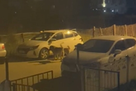 Yalova’da sokak köpekleri park halindeki otomobilleri paramparça etti