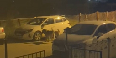 Yalova’da sokak köpekleri park halindeki otomobilleri paramparça etti