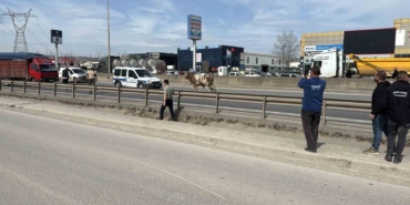 D-100’e çıkan tosun ortalığı birbirine kattı: O anlar kamerada