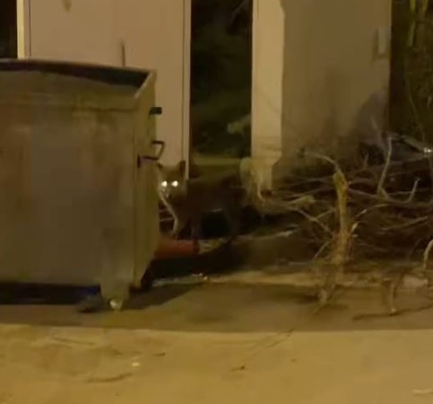 Aç kalan tilki şehir merkezine indi