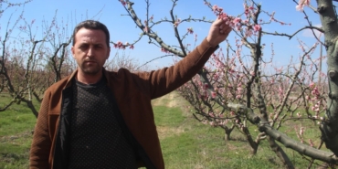 Bayramiç çiçek açan ağaçları don vurdu