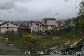 Yalova’da sokak köpeklerinin saldırdığı çocuk ağır yaralandı