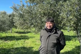 Türkiye’de soğuk hava zeytin üreticilerini sevindirdi